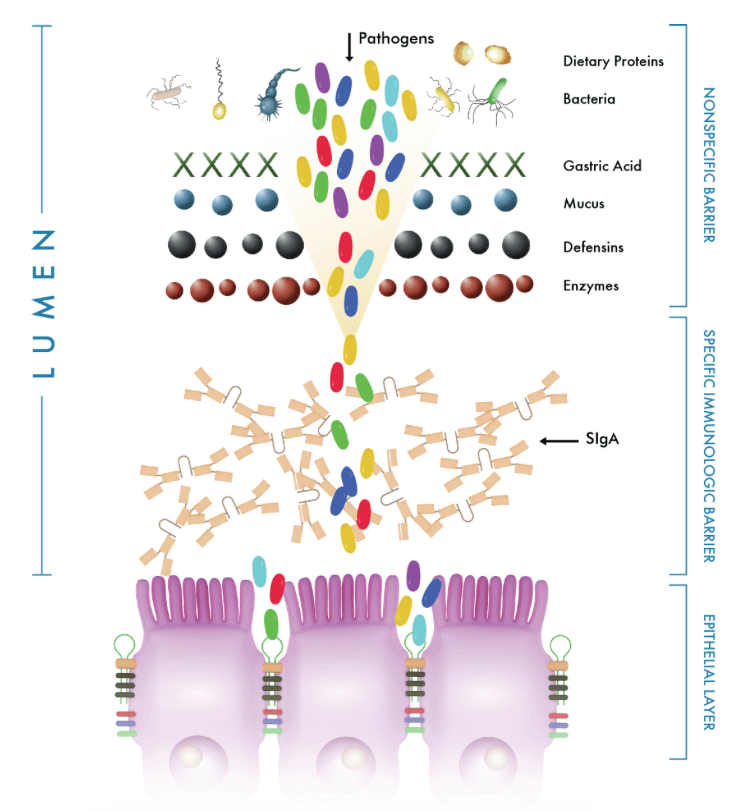 Lab - Cyrex Array 14 - Mucosal Immune Reactivity Screen Conners Clinic Lab Test Kit - Conners Clinic