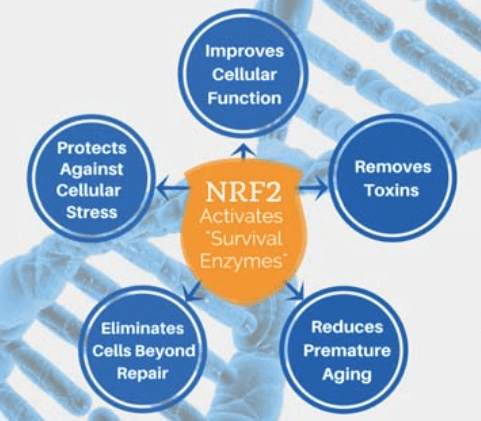 Nrf2 Accelerator - 60 Caps Prof Health Products Supplement - Conners Clinic